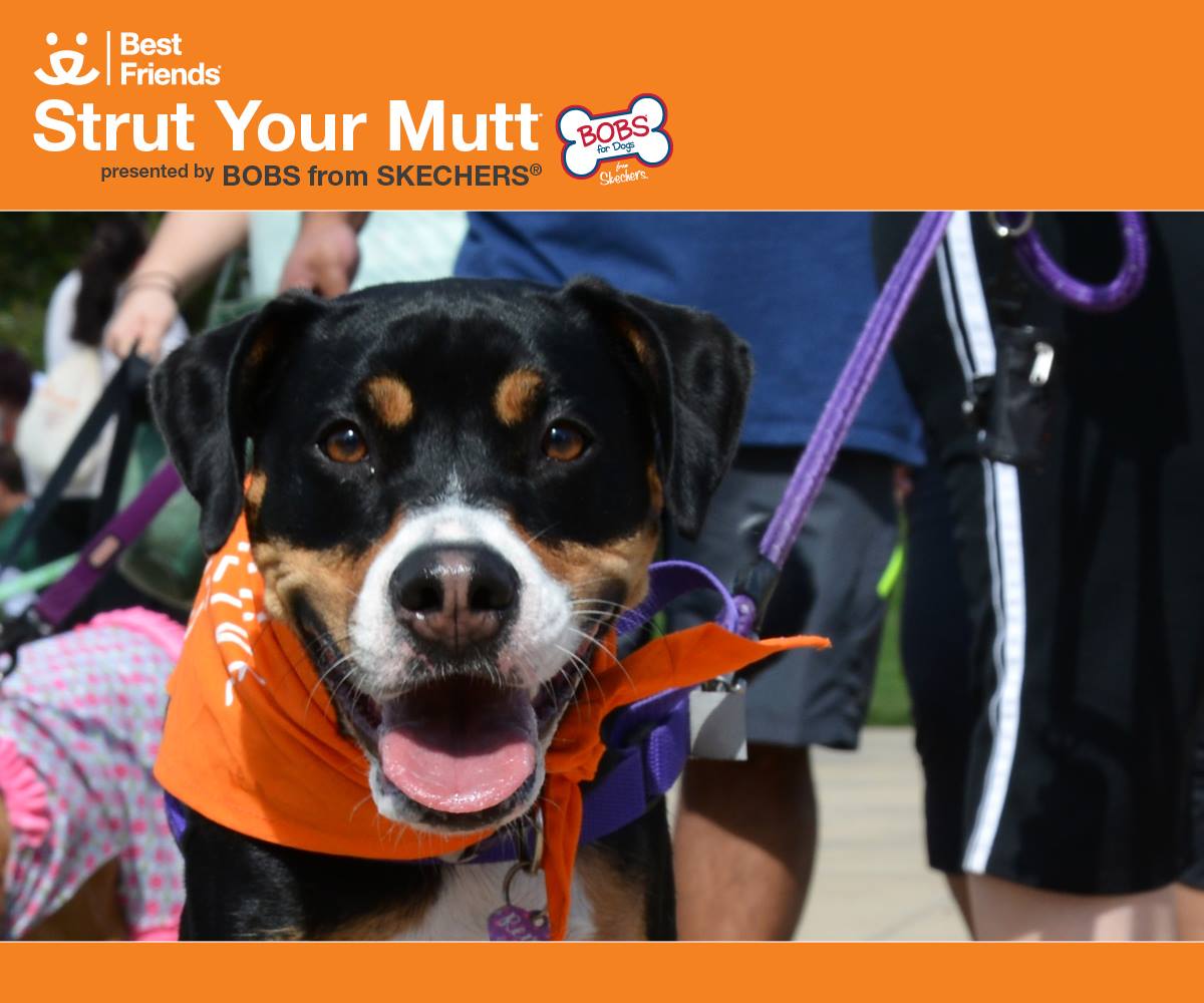 Strut your mutt